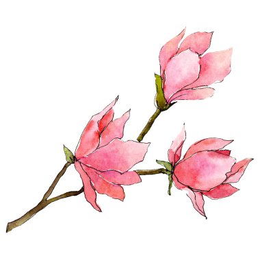 Pembe Manolya çiçek yeşil yaprakları ile. İzole buket illüstrasyon öğesi. Suluboya arka plan illüstrasyon seti.