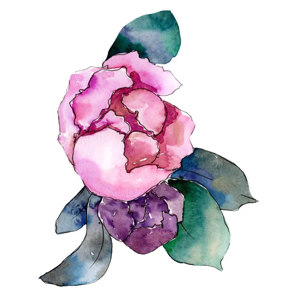 Różowe i fioletowe piwonia z zielonych liści. Bukiet na białym tle. Zestaw ilustracji tle akwarela. — Zdjęcie stockowe