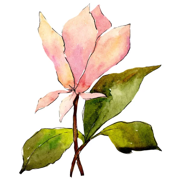 Fiore di magnolia rosa con foglie verdi. Elemento di illustrazione del bouquet isolato. Acquerello sfondo illustrazione set . — Foto Stock