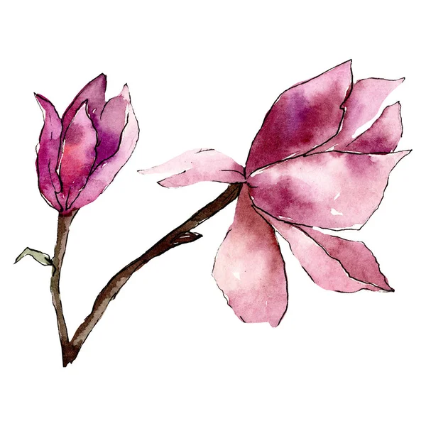 Fiori di magnolia viola. Elemento di illustrazione del bouquet isolato. Acquerello sfondo illustrazione set . — Foto Stock