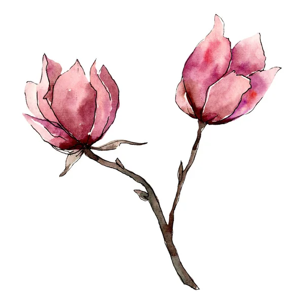 Fiori di magnolia rosa. Elemento di illustrazione del bouquet isolato. Acquerello sfondo illustrazione set . — Foto Stock