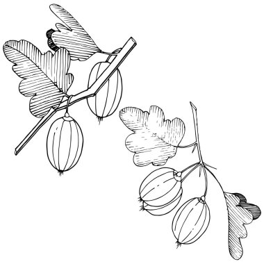 Vektör. Siyah ve beyaz mürekkep sanat kazınmış. İzole Bektaşi üzümü Il