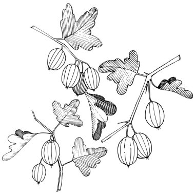 Vektör. Siyah ve beyaz mürekkep sanat kazınmış. İzole Bektaşi üzümü Il