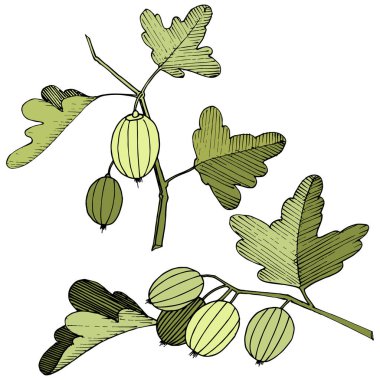 Vektör. Siyah ve beyaz mürekkep sanat kazınmış. İzole Bektaşi üzümü Il