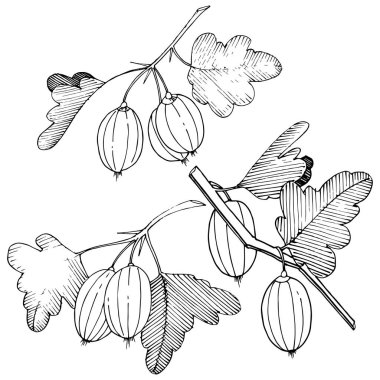 Vektör. Siyah ve beyaz mürekkep sanat kazınmış. İzole Bektaşi üzümü Il