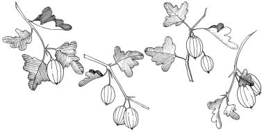 Vektör. Siyah ve beyaz mürekkep sanat kazınmış. İzole Bektaşi üzümü Il