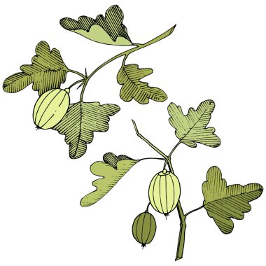 Vektör. Siyah ve beyaz mürekkep sanat kazınmış. İzole Bektaşi üzümü Il