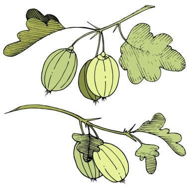 Vektör. Siyah ve beyaz mürekkep sanat kazınmış. İzole Bektaşi üzümü Il