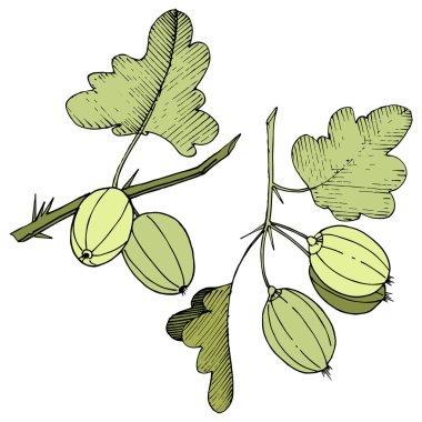 Vektör. Siyah ve beyaz mürekkep sanat kazınmış. İzole Bektaşi üzümü Il