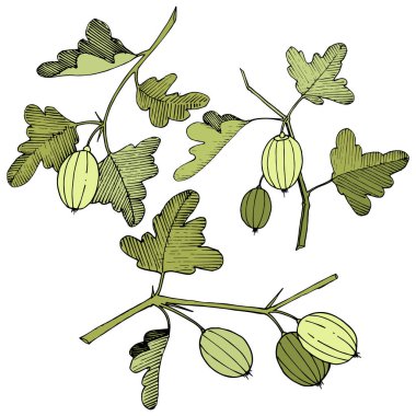 Vektör. Siyah ve beyaz mürekkep sanat kazınmış. İzole Bektaşi üzümü Il