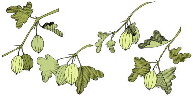 Vektör. Siyah ve beyaz mürekkep sanat kazınmış. İzole Bektaşi üzümü Il