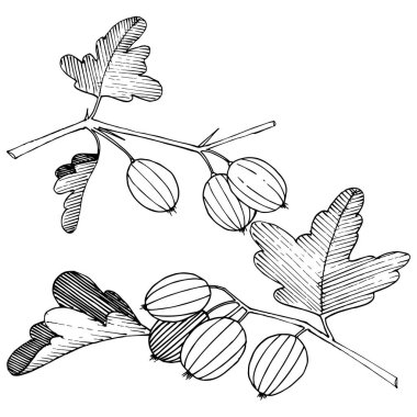 Vektör. Siyah ve beyaz mürekkep sanat kazınmış. İzole Bektaşi üzümü Il