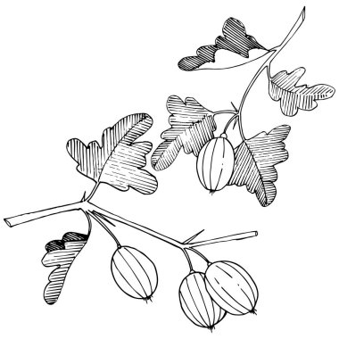 Vektör. Siyah ve beyaz mürekkep sanat kazınmış. İzole Bektaşi üzümü Il