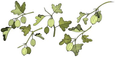 Vektör. Siyah ve beyaz mürekkep sanat kazınmış. İzole Bektaşi üzümü Il