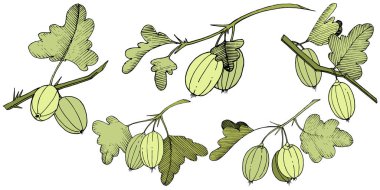 Vektör. Siyah ve beyaz mürekkep sanat kazınmış. İzole Bektaşi üzümü Il