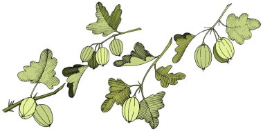 Vektör. Siyah ve beyaz mürekkep sanat kazınmış. İzole Bektaşi üzümü Il