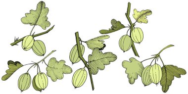 Vektör. Siyah ve beyaz mürekkep sanat kazınmış. İzole Bektaşi üzümü Il