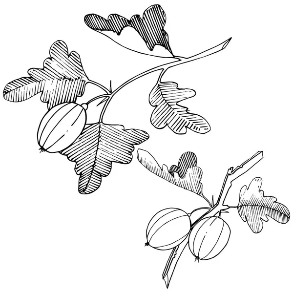 Vector. Tinta grabada en blanco y negro. Grosella espinosa aislada il — Archivo Imágenes Vectoriales