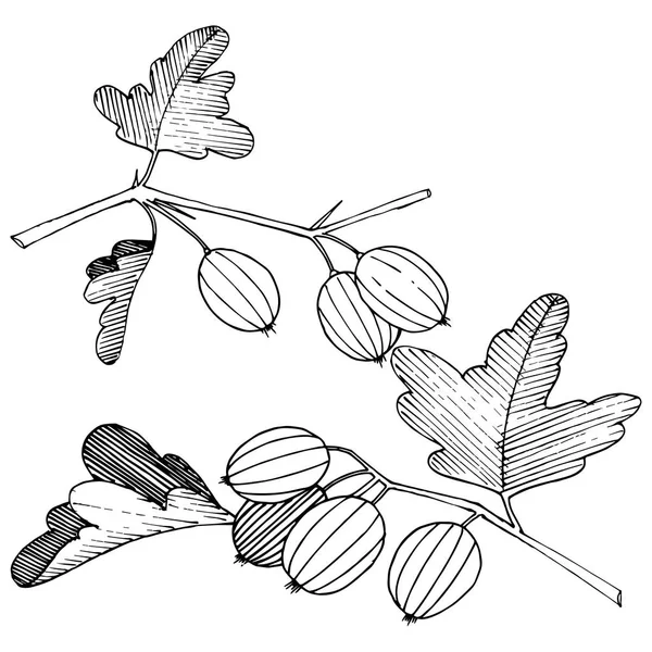 Vektor. Schwarz-weiß gestochene Tuschekunst. isolierte Stachelbeere — Stockvektor