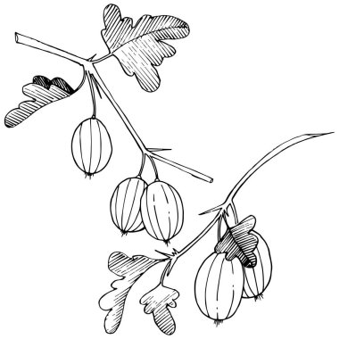 Vektör. Siyah ve beyaz mürekkep sanat kazınmış. İzole Bektaşi üzümü Il