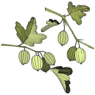 Vektör. Siyah ve beyaz mürekkep sanat kazınmış. İzole Bektaşi üzümü Il