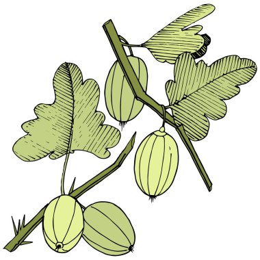 Vektör. Siyah ve beyaz mürekkep sanat kazınmış. İzole Bektaşi üzümü Il