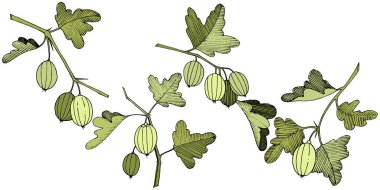 Vektör. Siyah ve beyaz mürekkep sanat kazınmış. İzole Bektaşi üzümü Il