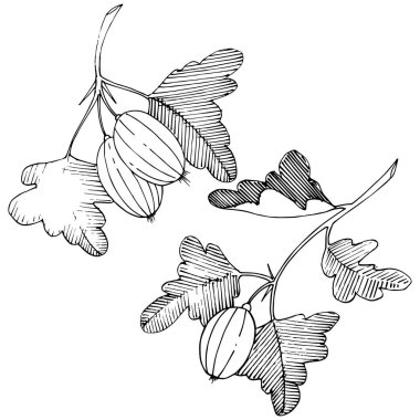 Vektör. Siyah ve beyaz mürekkep sanat kazınmış. İzole Bektaşi üzümü Il