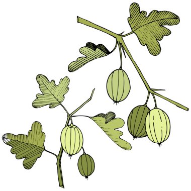 Vektör. Siyah ve beyaz mürekkep sanat kazınmış. İzole Bektaşi üzümü Il