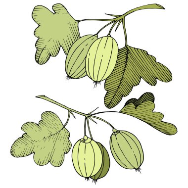 Vektör. Siyah ve beyaz mürekkep sanat kazınmış. İzole Bektaşi üzümü Il