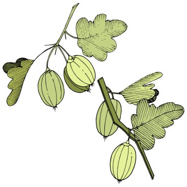 Vektör. Siyah ve beyaz mürekkep sanat kazınmış. İzole Bektaşi üzümü Il