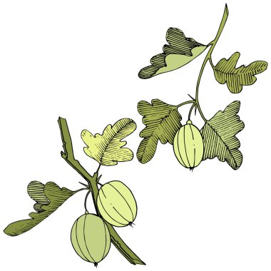 Vektör. Siyah ve beyaz mürekkep sanat kazınmış. İzole Bektaşi üzümü Il