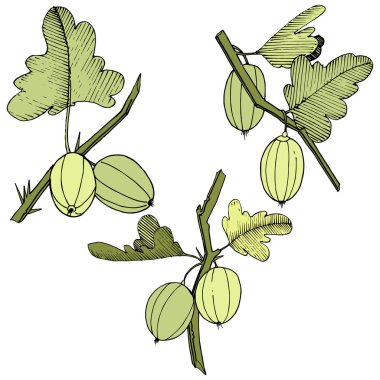 Vektör. Siyah ve beyaz mürekkep sanat kazınmış. İzole Bektaşi üzümü Il