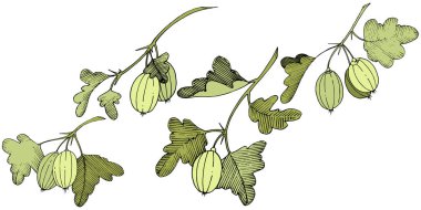 Vektör. Siyah ve beyaz mürekkep sanat kazınmış. İzole Bektaşi üzümü Il