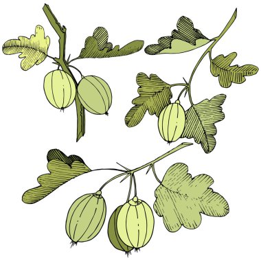 Vektör. Siyah ve beyaz mürekkep sanat kazınmış. İzole Bektaşi üzümü Il