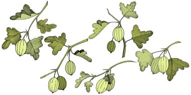 Vektör. Siyah ve beyaz mürekkep sanat kazınmış. İzole Bektaşi üzümü Il