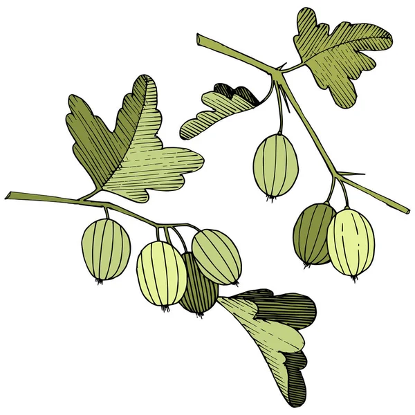 Vektör. Siyah ve beyaz mürekkep sanat kazınmış. İzole Bektaşi üzümü Il