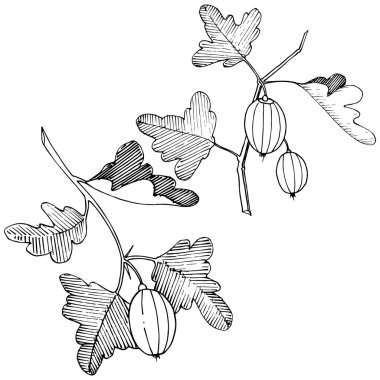 Vektör. Siyah ve beyaz mürekkep sanat kazınmış. İzole Bektaşi üzümü Il