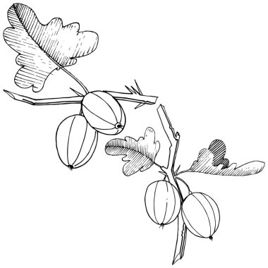 Vektör. Siyah ve beyaz mürekkep sanat kazınmış. İzole Bektaşi üzümü Il