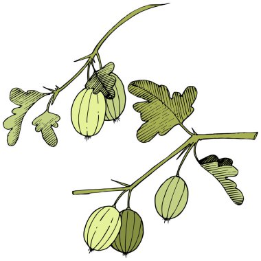 Vektör. Siyah ve beyaz mürekkep sanat kazınmış. İzole Bektaşi üzümü Il