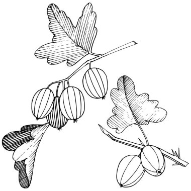 Vektör. Siyah ve beyaz mürekkep sanat kazınmış. İzole Bektaşi üzümü Il