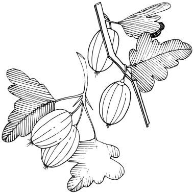 Vektör. Siyah ve beyaz mürekkep sanat kazınmış. İzole Bektaşi üzümü Il