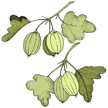 Vektör. Siyah ve beyaz mürekkep sanat kazınmış. İzole Bektaşi üzümü Il