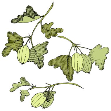 Vektör. Siyah ve beyaz mürekkep sanat kazınmış. İzole Bektaşi üzümü Il