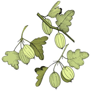 Vektör. Siyah ve beyaz mürekkep sanat kazınmış. İzole Bektaşi üzümü Il