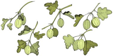 Vektör. Siyah ve beyaz mürekkep sanat kazınmış. İzole Bektaşi üzümü Il