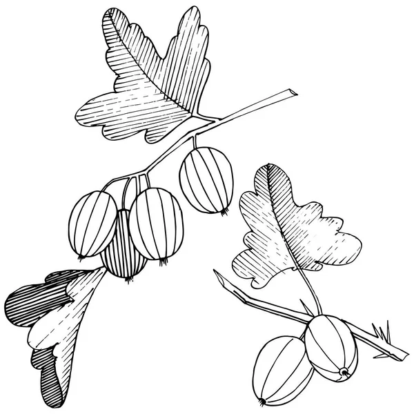 Vektor. Svart och vit graverade bläck konst. Isolerade krusbär il — Stock vektor