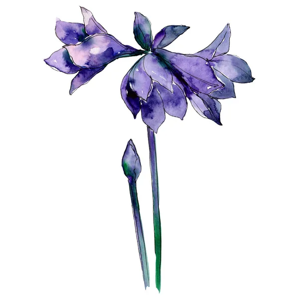 Kwiaty fioletowe Amarylis. Element ilustracja na białym tle bukiet. Zestaw ilustracji tle akwarela. — Zdjęcie stockowe