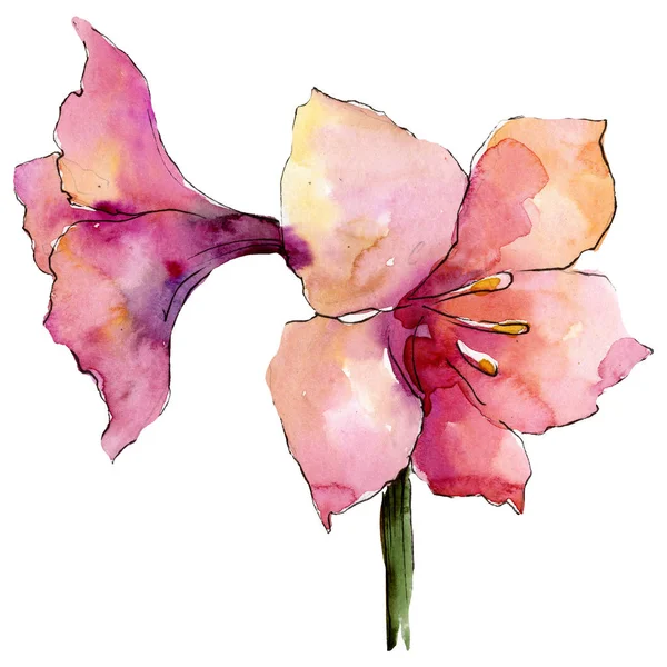 Fleurs d'amaryllis roses. Elément d'illustration de bouquet isolé. Ensemble d'illustration de fond aquarelle . — Photo