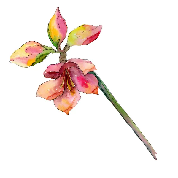 Bellissimi fiori di amarillide. Elemento di illustrazione del bouquet isolato. Acquerello sfondo illustrazione set . — Foto Stock
